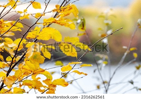 A tree branch with yellow autumn leaves by the river