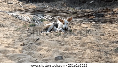 Dog resting on sand stock photo