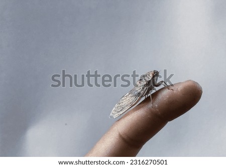Close up of cicadas, a cicadas sitting in human finger, a insects cicadas picture in indoor, cicadas close up view