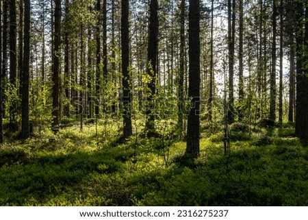 Kalvtrask, Sweden A sunny Swedish forest and growth. Royalty-Free Stock Photo #2316275237