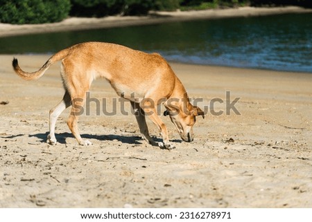SRD mongrel dog with short and skinny caramel color on the beach sand with some vultures around. Dawn sunny day.