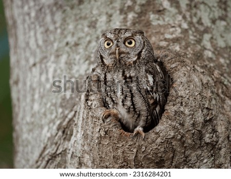 Eastern screech owl in Southern Florida 