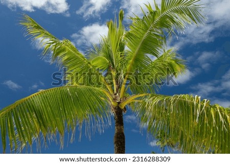 palm tree with fluffy foliage in the jungle