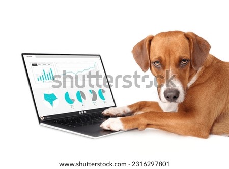 Dog working on computer with investment screen. Cute puppy dog analyst looking at fake business statistics website with paws on laptop. Pets using technology. Selective focus. White background Royalty-Free Stock Photo #2316297801