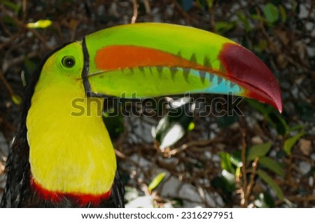 Toucans are brightly marked and have large, often colorful bills. They mostly forage for insect prey on the trunks and branches of trees.