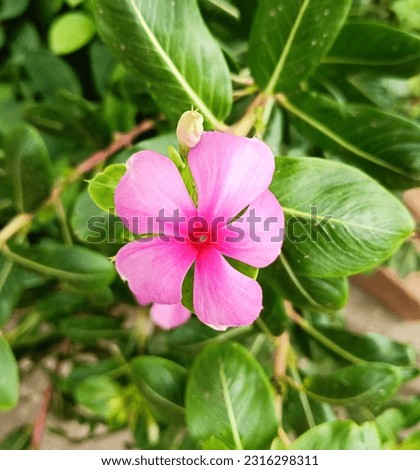 Flower
Beautiful pictures
Beautiful scenery
Nature scene
Nature
Leaf
Leaves
