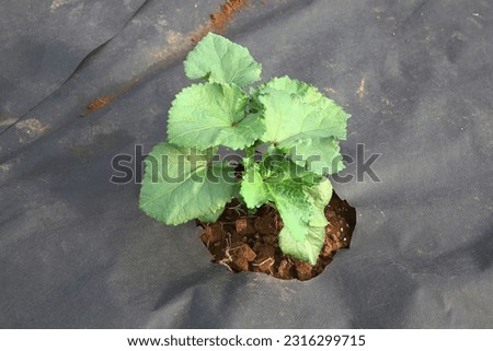 young okra or lady finger plant growing in ground cover fabric fiber mat, mulching organic farming, weed control in garden,top view Royalty-Free Stock Photo #2316299715