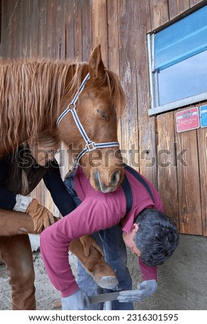 A farmer wearing gloves and shoeing horse, while a companion looks on, gently holding the horse's leg Royalty-Free Stock Photo #2316301595