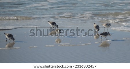 sandpipers foraging on a beach, casting both reflections and shadows on the wet sand Royalty-Free Stock Photo #2316302457