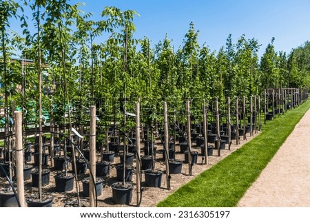 Rows of young trees in plastic pots with water irrigation system in a tree nursery, plant nursery Royalty-Free Stock Photo #2316305197