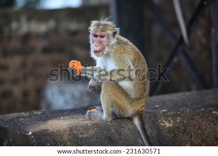 Monkey with a stolen cookie in paw living nature. Country Of Sri Lanka