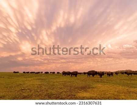 Sunset view of beautiful clouds and many bison walking in Wichita Mountains National Wildlife Refuge at Oklahoma