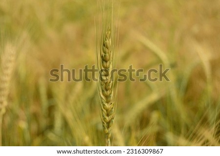backdrop of ripening ears of yellow wheat field on the sunset cloudy orange sky background. Copy space of the setting sun rays on horizon in rural meadow Close up nature photo Idea of a rich harvest. 