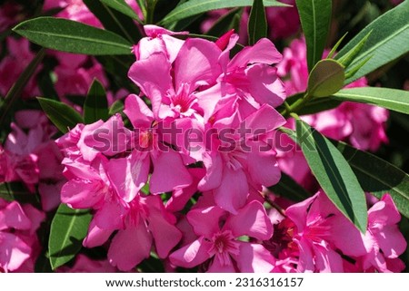 Oleander flowers- Nerium oleander.Selective focus