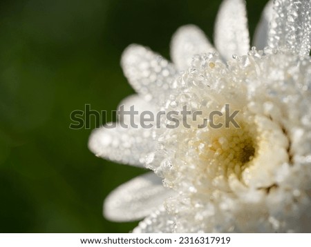 white Daisy in the nature under sunshine 4