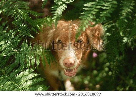 dog peeks out in a fern. Nova Scotia duck retriever in the forest. Pet in nature, Toller in greenery