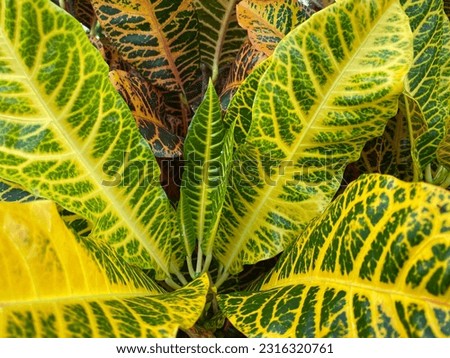 Puring, pudding or kroton (Codiaeum variegatum) is a popular garden ornamental plant in the form of a shrub with very varied leaf shapes and colors.