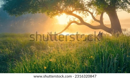 A tree in a field with grass and sun shining through.