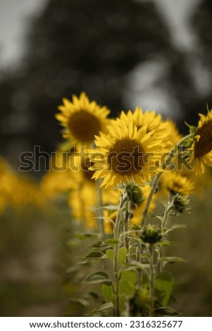 sunflowers in a raining day 