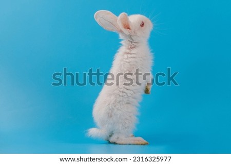 Bunny easter rabbit sitting ,eating green vegetables, sniffing, looking around on blue screen nature background. Happy white bunny rabbit animal symbol to celebrate Easter holiday and spring coming.