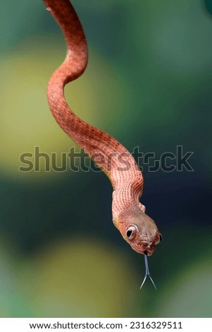 Red boiga snake coiled around a tree branch