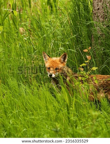 Breathtaking Wildlife Pictures Of Beautiful Foxes