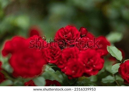red rose in the garden after raine