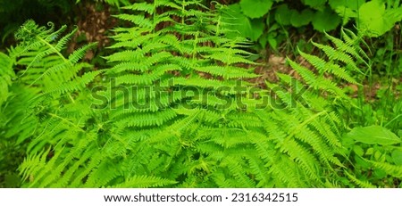 Vibrant and lush, the bright green fern leaves come alive in this captivating image. Each leaf unfurls gracefully, displaying intricate patterns and delicate fronds.