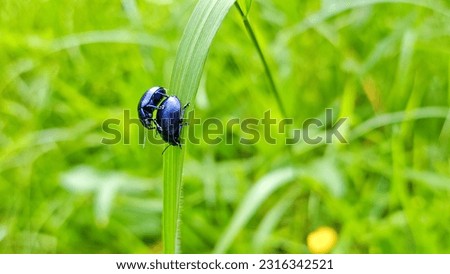 A striking blue beetle perches gracefully on a slender blade of green grass. The beetle's vibrant blue color stands out vividly against the lush green background, creating an eye-catching contrast