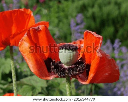 Close up of stamens and central part of bright orange poppy