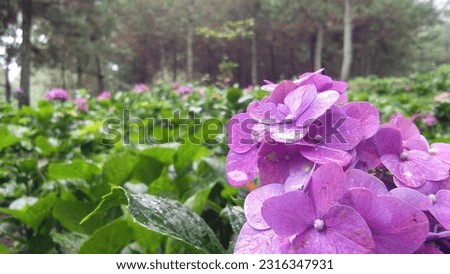 The combination of the purple flower and the blurred background forms a picture of tranquility and beauty, inviting observers to appreciate the simple yet captivating wonders of nature.