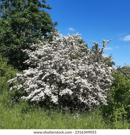 Pink and white hawthorn shrub flowers of Crataegus monogyna, known as common hawthorn, one-seed hawthorn, or single-seeded hawthorn, is a species of flowering plant in the rose family Rosaceae. Royalty-Free Stock Photo #2316349055