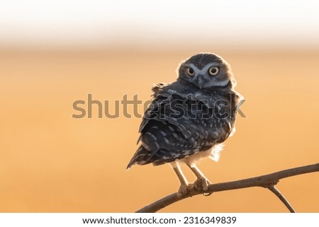 Burrowing Owl Perched on Branch