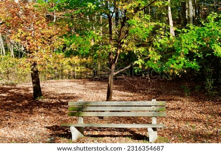 Trees During the Fall Sunlight Royalty-Free Stock Photo #2316354687