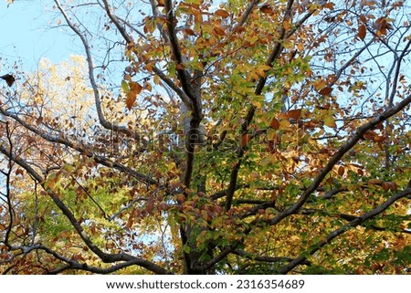 Trees During the Fall Sunlight Royalty-Free Stock Photo #2316354689