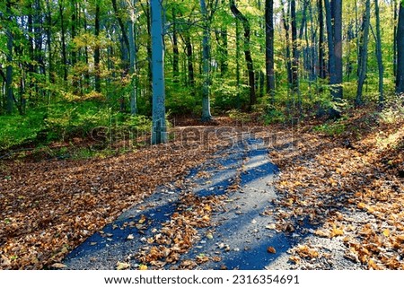 Trees During the Fall Sunlight Royalty-Free Stock Photo #2316354691