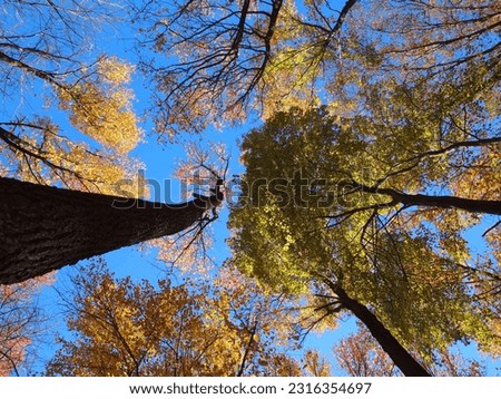 Trees During the Fall Sunlight Royalty-Free Stock Photo #2316354697