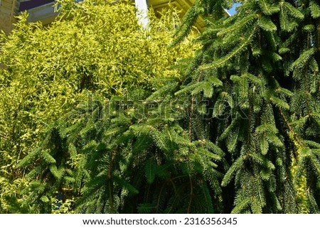 Beautiful Weeping Norway Spruce and golden arborvitae in summer. Royalty-Free Stock Photo #2316356345