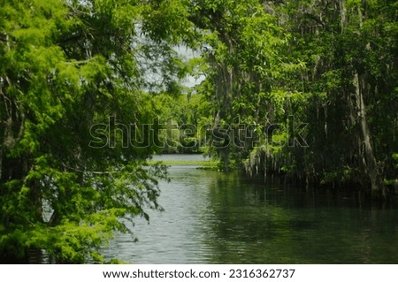 Manatee Springs State Park River. Green trees on a sunny bright day. Reflection of light and clouds on the calm water.