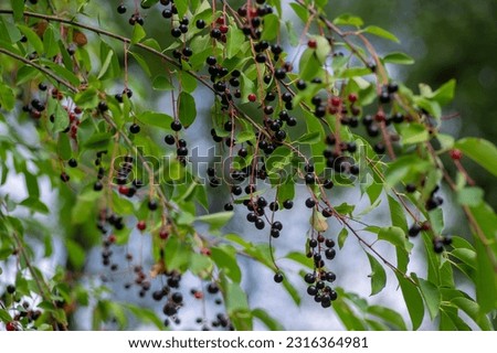 Prunus padus bird cherry hackberry tree branches with hanging black and red fruits, green leaves in autumn daylight, herbal berry medicine Royalty-Free Stock Photo #2316364981