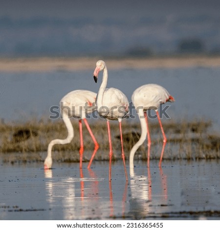 Beautiful Wall mounting of flamingo bird. background picture of bird. Beautiful flamingo near back water. Beautiful wings of flying flamingo. Wall poster of flamingo bird. Migratory bird in Bhigwan,