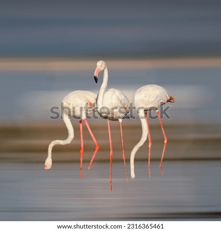 Beautiful Wall mounting of flamingo bird. background picture of bird. Beautiful flamingo near back water. Beautiful wings of flying flamingo. Wall poster of flamingo bird. Migratory bird in Bhigwan,