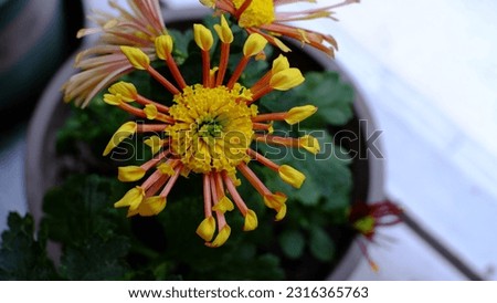 Closeup photos of pink, yellow, red, purple, and sunflower style chrysanthemums, daisies and Lewisia cotyledon blooming on the balcony in autumn.
