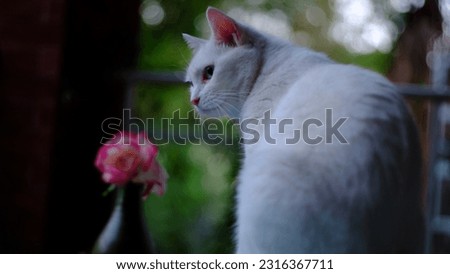 Closeup photos of a cute white cat taking a nap on a coffee table on the balcony with beautiful pink and white roses  in a green vase by the side