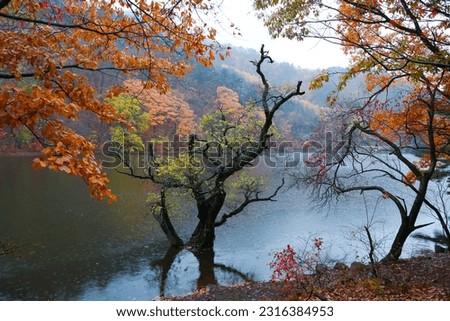 flowers trees and lake water beautiful scenery in spring