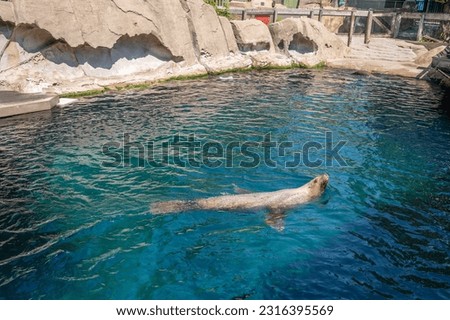 Seals inside the popular Vancouver Aquarium attraction.