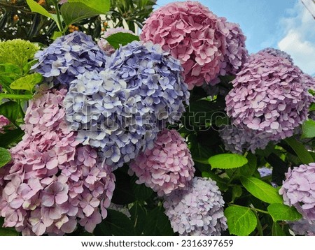 This is a picture of a flower called hydrangea. Recommended when you want to create early summer or when you need a flower image.