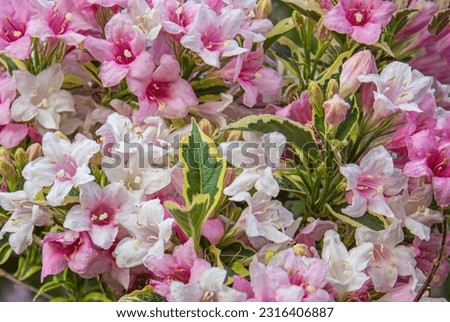 Pale Pink flowers of Weigela Florida Variegata. Floral background Royalty-Free Stock Photo #2316406887