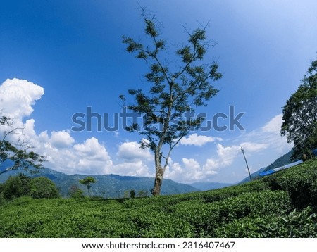 Tea estate at the hills during day