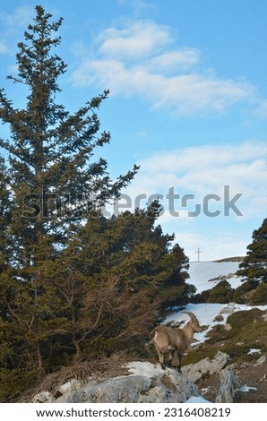 ibex on the Chartreuse massif in spring with a cross on top of the mountain